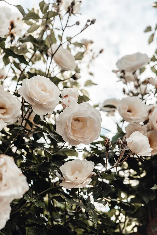 Weiße Rosen aus dem Garten Geschenkideen zum 10. Hochzeitstag