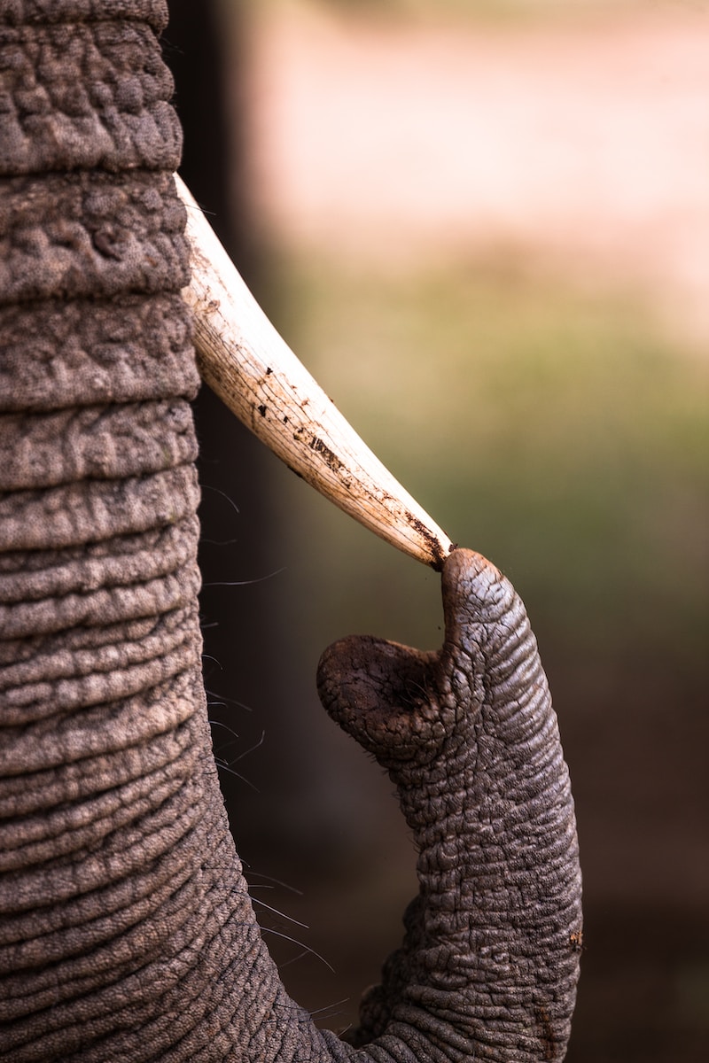 shallow focus photography of elephant touching tusk Elfenbein Elfenbeinhochzeit